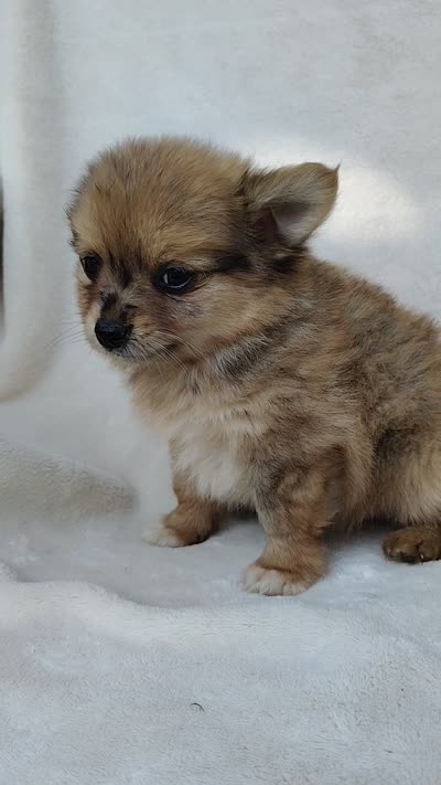 Kit kat, a female Pomchi for sale in Pine Grove, PA – 6 of 6