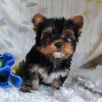 Antonio, a male Yorkshire Terrier for sale in Pine Grove, PA – 2 of 3