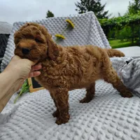 Tommy , a male Goldendoodle for sale in Pine Grove, PA – 4 of 10
