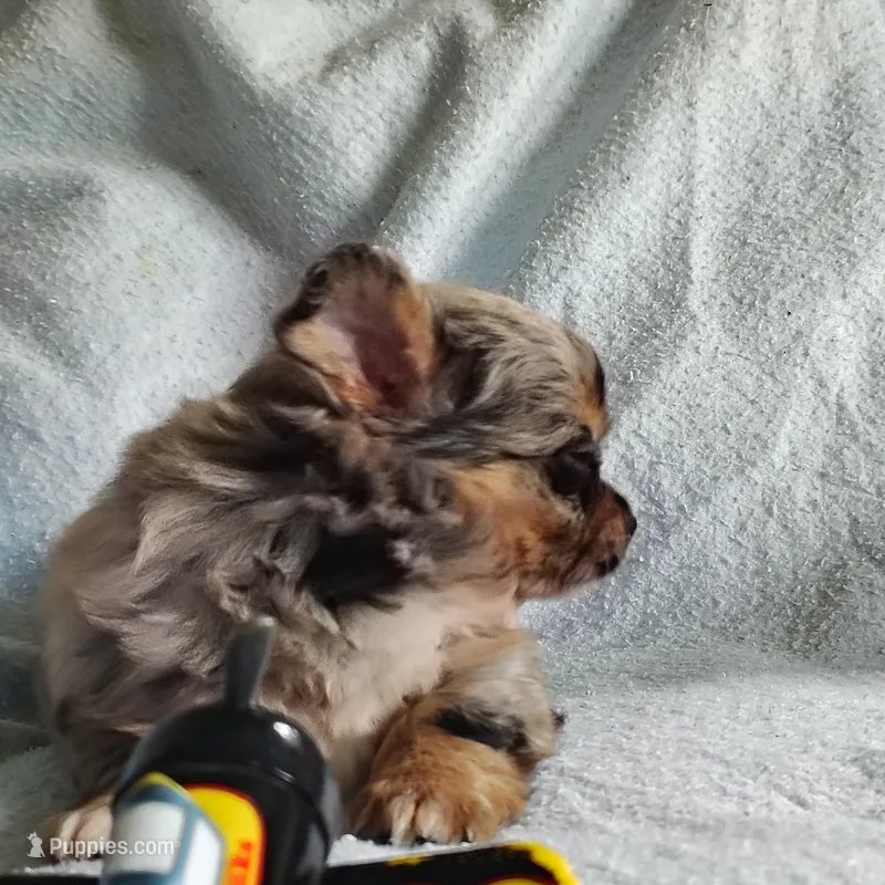 Boots – Pomchi puppy for sale in Pine Grove, PA