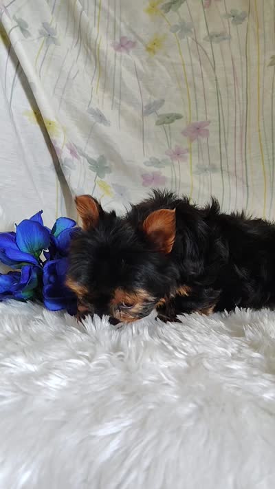 Antonio, a male Yorkshire Terrier for sale in Pine Grove, PA – 3 of 3