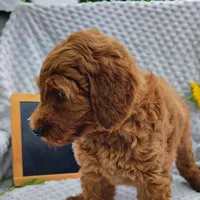 Trevor, a male Goldendoodle for sale in Pine Grove, PA – 5 of 8