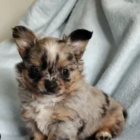 Boots, a male Pomchi for sale in Pine Grove, PA – 5 of 6