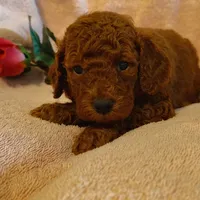 Sandy, a female Miniature Goldendoodle for sale in Pine Grove, PA – 3 of 5