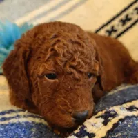 Shnooki, a male Miniature Goldendoodle for sale in Pine Grove, PA – 3 of 5