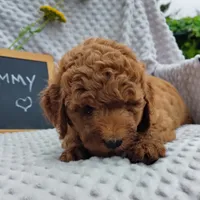 Tommy , a male Goldendoodle for sale in Pine Grove, PA – 2 of 10