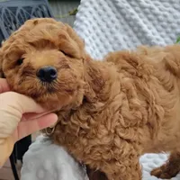 Tommy , a male Goldendoodle for sale in Pine Grove, PA – 3 of 10