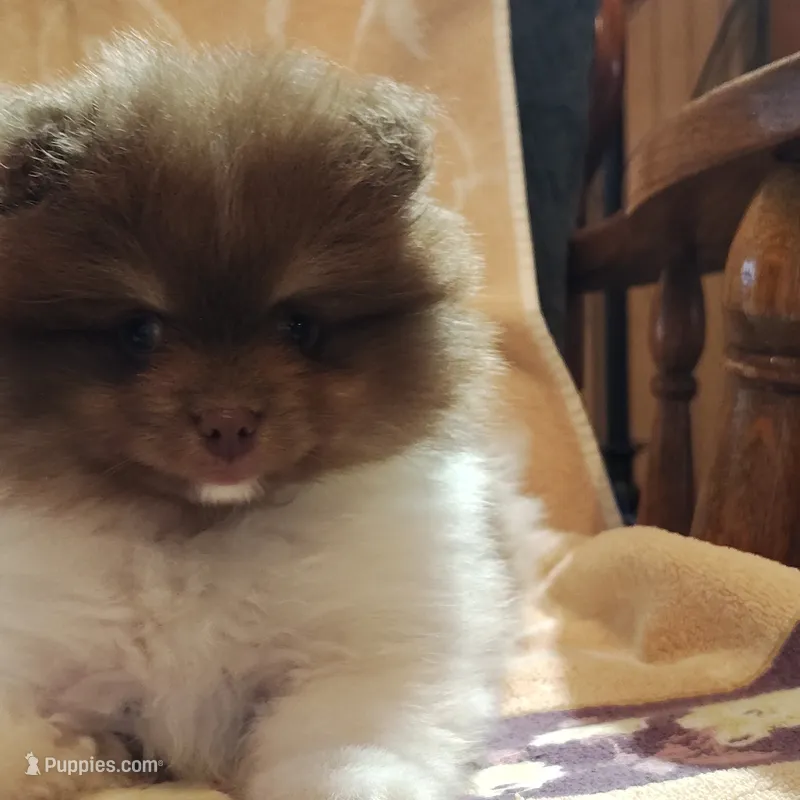 Pudding – Pomeranian puppy for sale in Pine Grove, PA