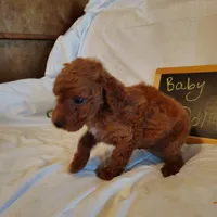 Baby doll , a female Miniature Goldendoodle for sale in Pine Grove, PA – 3 of 5
