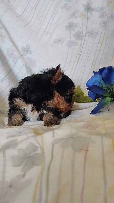 Ernie, a female Yorkshire Terrier for sale in Pine Grove, PA – 6 of 6