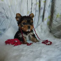 Jemma, a female Yorkshire Terrier for sale in Pine Grove, PA – 4 of 6