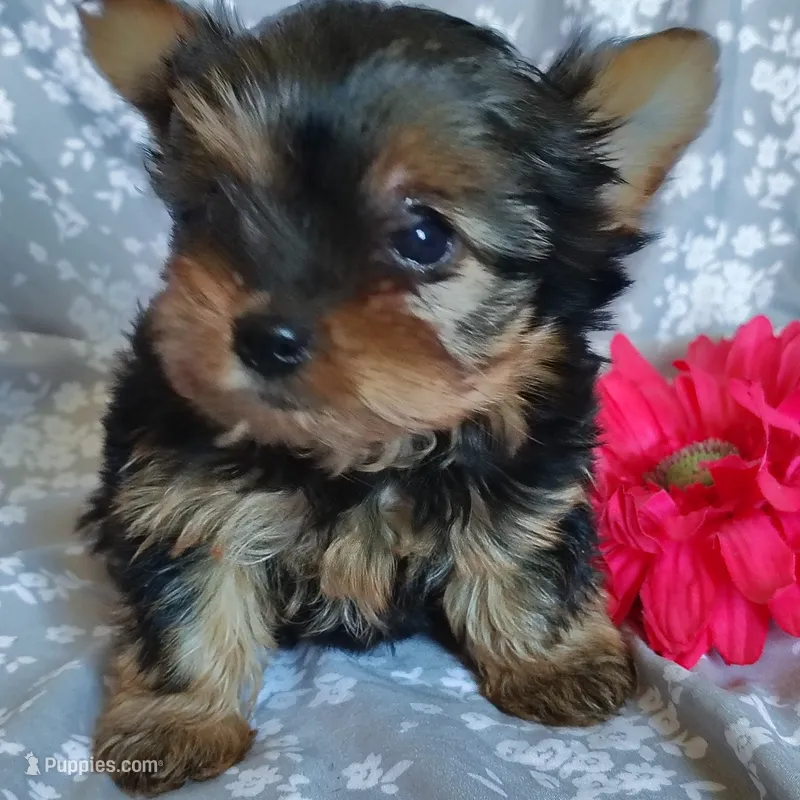 Emma – Yorkshire Terrier puppy for sale in Pine Grove, PA