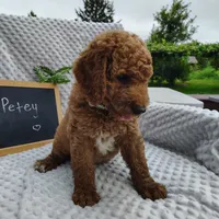 Petey, a male Goldendoodle for sale in Pine Grove, PA – 3 of 5