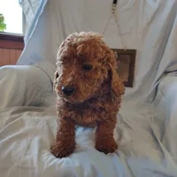Sully, a male Miniature Goldendoodle for sale in Pine Grove, PA – 3 of 5