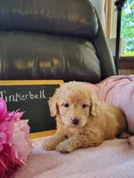 Tinkerbell, a female Miniature Goldendoodle for sale in Pine Grove, PA – Photo 3 of 4