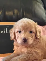 Tinkerbell, a female Miniature Goldendoodle for sale in Pine Grove, PA – Photo 1 of 4