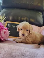 Tinkerbell, a female Miniature Goldendoodle for sale in Pine Grove, PA – Photo 2 of 4