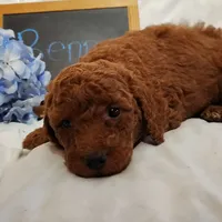 Benny, a male Miniature Goldendoodle for sale in Pine Grove, PA – 2 of 6