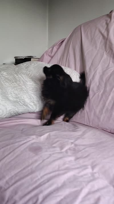 Bebe, a female Pomchi for sale in Pine Grove, PA – 10 of 10
