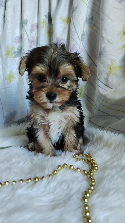 Jolene, a female Yorkshire Terrier for sale in Pine Grove, PA – 5 of 5