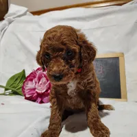 Bella, a female Miniature Goldendoodle for sale in Pine Grove, PA – 2 of 4