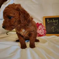 Baby doll , a female Miniature Goldendoodle for sale in Pine Grove, PA – 2 of 5