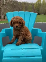 Blaze, a male Poodle - Miniature  for sale in Pine Grove, PA – 2 of 2