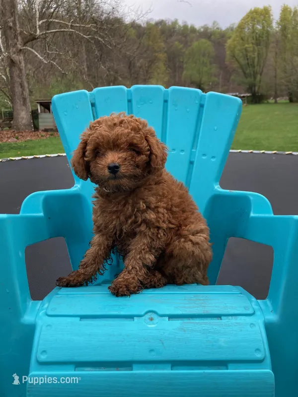 Blaze – Poodle - Miniature  puppy for sale in Pine Grove, PA