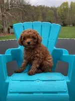 Blaze, a male Poodle - Miniature  for sale in Pine Grove, PA – 1 of 2