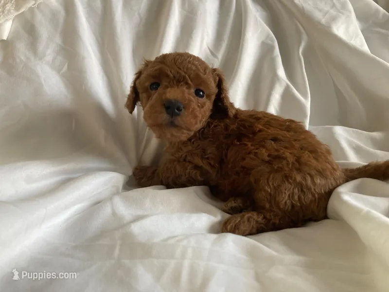 Blaze – Poodle - Miniature  puppy for sale in Pine Grove, PA
