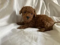 Blaze, a male Poodle - Miniature  for sale in Pine Grove, PA – Photo 4 of 4