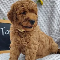 Tommy , a male Goldendoodle for sale in Pine Grove, PA – 5 of 10