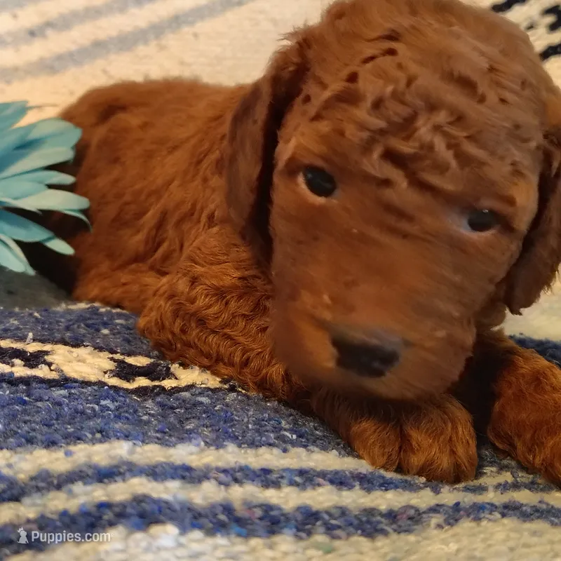 Shnooki – Miniature Goldendoodle puppy for sale in Pine Grove, PA