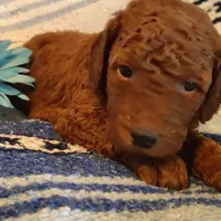 Shnooki, a male Miniature Goldendoodle for sale in Pine Grove, PA – 1 of 5