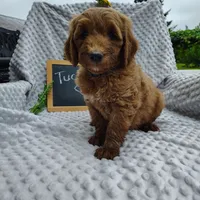 Tucker, a male Goldendoodle for sale in Pine Grove, PA – 4 of 8