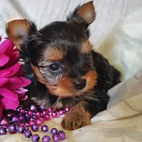 Anna, a female Yorkshire Terrier for sale in Pine Grove, PA – 5 of 6