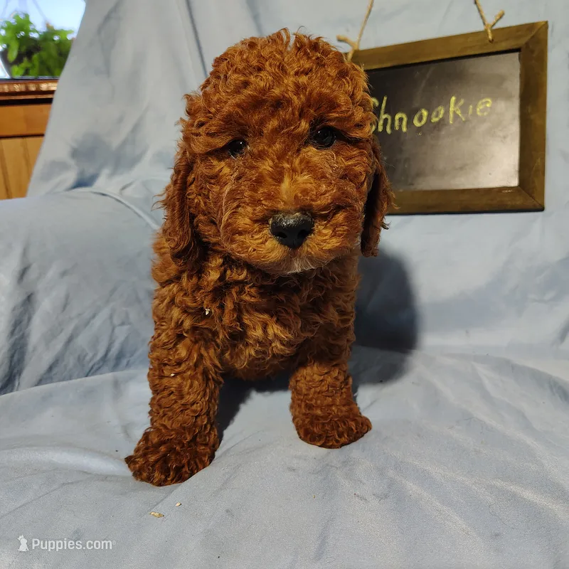 Shnooki – Miniature Goldendoodle puppy for sale in Pine Grove, PA