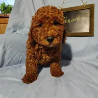 Shnooki, a male Miniature Goldendoodle for sale in Pine Grove, PA – 1 of 3