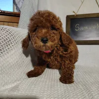 Samantha, a female Miniature Goldendoodle for sale in Pine Grove, PA – 3 of 3