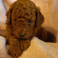 Sandy, a female Miniature Goldendoodle for sale in Pine Grove, PA – 2 of 5