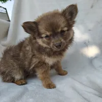 Kisses, a female Pomchi for sale in Pine Grove, PA – 4 of 6