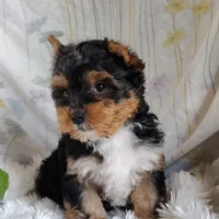 Freddiola, a male Yorkshire Terrier for sale in Pine Grove, PA – 2 of 4