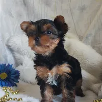Lancealot l . , a male Yorkshire Terrier for sale in Pine Grove, PA – 3 of 4