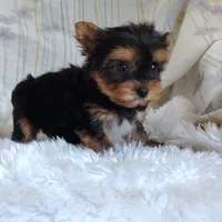 Tinkerbell, a female Yorkshire Terrier for sale in Pine Grove, PA – 2 of 4