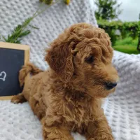 Cutie boy, a male Goldendoodle for sale in Pine Grove, PA – 5 of 7