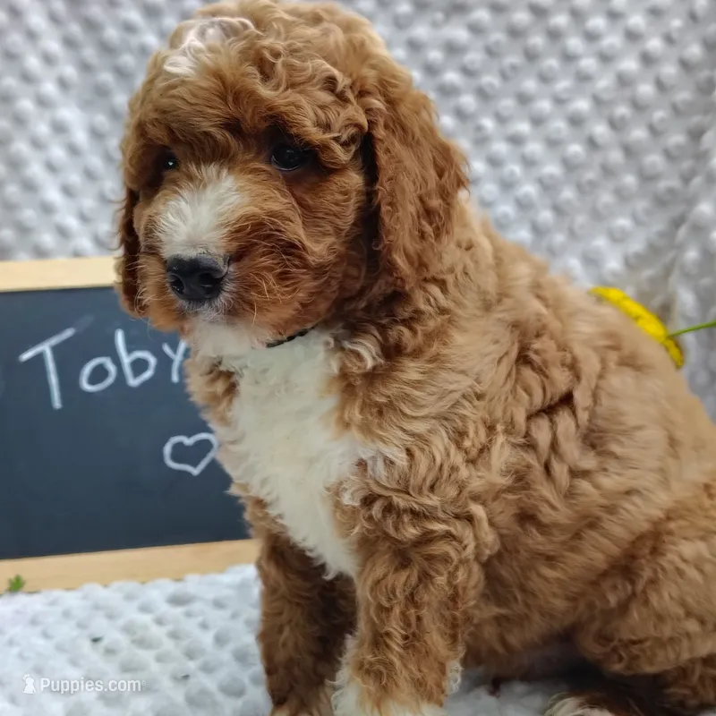 Toby – Goldendoodle puppy for sale in Pine Grove, PA