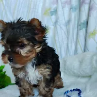 Jesse, a male Yorkshire Terrier for sale in Pine Grove, PA – 2 of 5