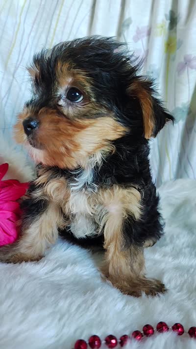 June bug, a female Yorkshire Terrier for sale in Pine Grove, PA – 5 of 5