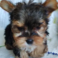 Jesse, a male Yorkshire Terrier for sale in Pine Grove, PA – 3 of 5