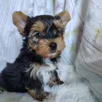 Jet, a male Yorkshire Terrier for sale in Pine Grove, PA – 2 of 6